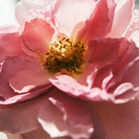 CHLOÉ INTENSE  100ml-223855 CHLOÉ INTENSE  100ml-223855 4